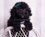 Puppy Lemonheart AKC Poodle (Toy)