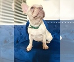 Small Photo #18 French Bulldog Puppy For Sale in ATHERTON, CA, USA