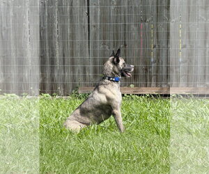 Josie - Female Holland Shepherd-Siberian Husky Mix Dog for Adoption - Photo #6