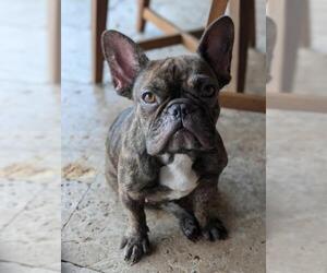 French Bulldog Dogs for adoption in Plantation, FL, USA