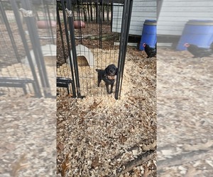 Father of the Aussie-Poo puppies born on 11/19/2025