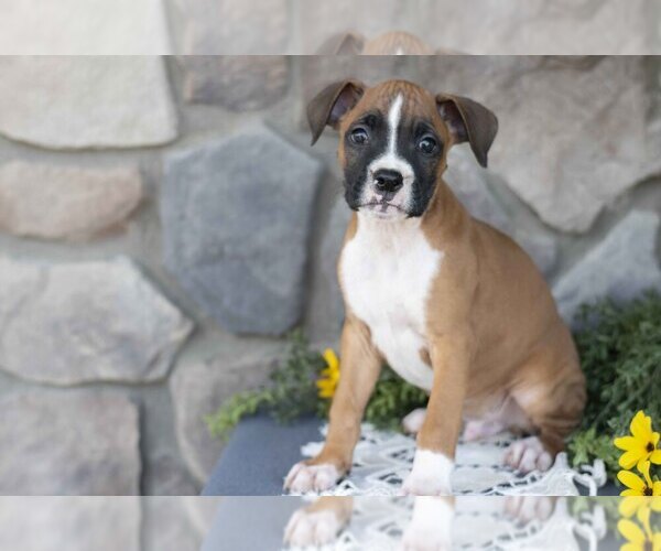 Medium Photo #3 Boxer Puppy For Sale in SHILOH, OH, USA