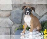 Small #2 Boxer