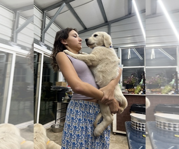 Medium Photo #2 Golden Retriever Puppy For Sale in WILTON, CA, USA