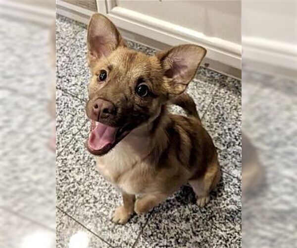 Medium Photo #1 Chiranian Puppy For Sale in Dana Point, CA, USA