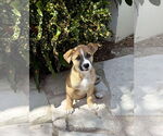 Small #6 Mutt