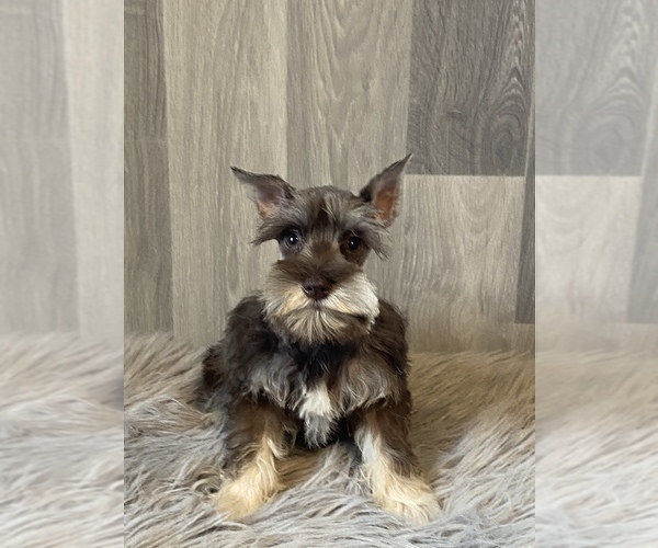 Medium Photo #3 Schnauzer (Miniature) Puppy For Sale in CANOGA, NY, USA