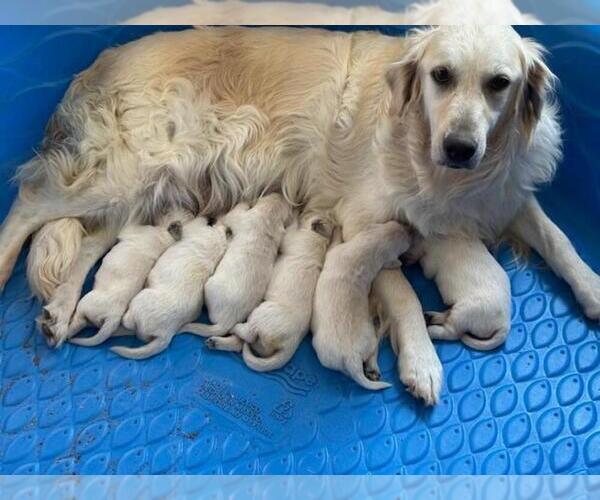 Medium Photo #1 Golden Retriever Puppy For Sale in SCOTTSDALE, AZ, USA