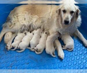 Mother of the Golden Retriever puppies born on 05/04/2025