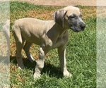 Small #12 Great Dane