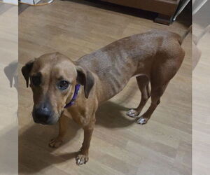 Labrador Retriever-Unknown Mix Dogs for adoption in Brooklyn Center, MN, USA