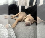 Small #3 American Pit Bull Terrier Mix