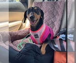 Small #2 Dachshund