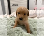 Puppy Maple Australian Retriever