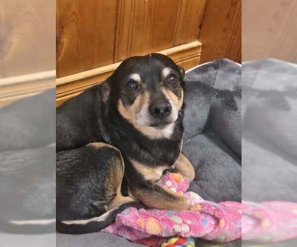 Medium Photo #3 Chihuahua-Unknown Mix Puppy For Sale in Raleigh, NC, USA