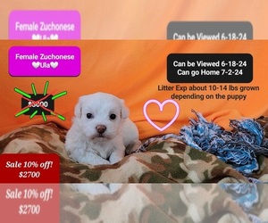 Havanese-Zuchon Mix Puppy for sale in TUCSON, AZ, USA