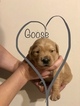 Small Photo #10 Golden Retriever Puppy For Sale in MESA, AZ, USA