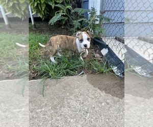 --American Staffordshire Terrier Mix Puppy for sale in ATLANTA, GA, USA