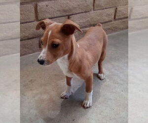 Peter Brady - Male Italian Greyhound-Jack Russell Terrier Mix Dog for Adoption - Photo #19