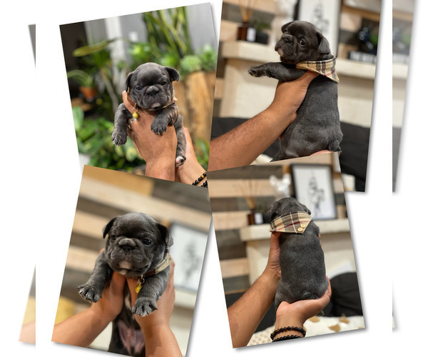 Medium Photo #22 French Bulldog Puppy For Sale in ESCONDIDO, CA, USA