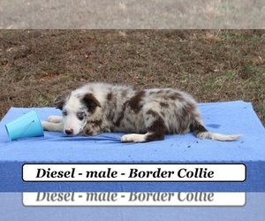 Border Collie Puppy for Sale in CLARKRANGE, Tennessee USA