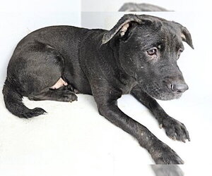 Labrador Retriever-Unknown Mix Dogs for adoption in Houston, TX, USA