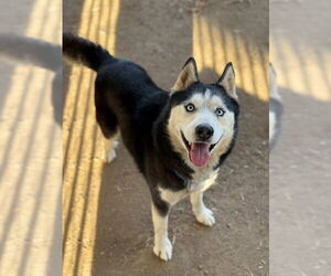 Siberian Husky Dogs for adoption in Riverside, CA, USA