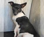 PUMPKIN - Female Mutt Dog for Adoption - Small photo