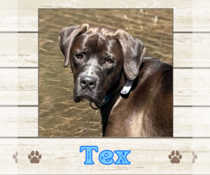Labrador Retriever Dogs for adoption in Limerick, ME, USA