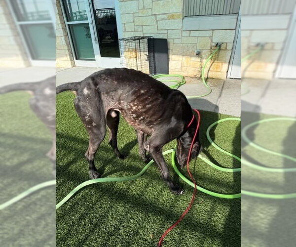 Medium Photo #8 Great Dane Puppy For Sale in Bullard, TX, USA