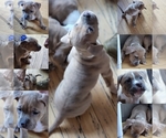 Small Photo #6 American Bully Puppy For Sale in GETTYSBURG, PA, USA