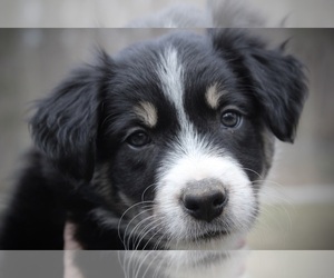 Border Collie Puppy for sale in PEPPERELL, MA, USA
