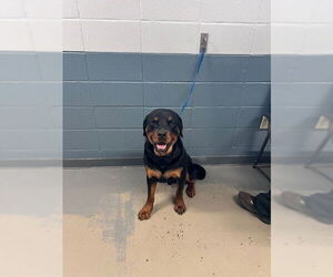 Rottweiler Dogs for adoption in Tallahassee, FL, USA