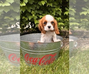 Cavalier King Charles Spaniel Puppy for sale in MIDDLEBURY, IN, USA