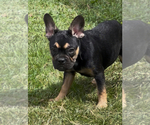 Small #4 French Bulldog