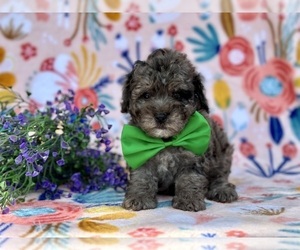 Maltipoo Puppy for sale in LANCASTER, PA, USA