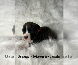 American Staffordshire Terrier-Boxer Mix Puppy for Sale in SCOBEY, Mississippi USA