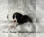 Small Photo #1 American Staffordshire Terrier-Boxer Mix Puppy For Sale in SCOBEY, MS, USA