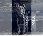 Small Photo #1 German Shepherd Dog Puppy For Sale in BOKOSHE, OK, USA