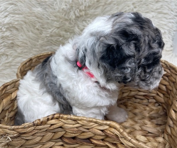 Medium Photo #19 Double Doodle Puppy For Sale in PIERSON, FL, USA