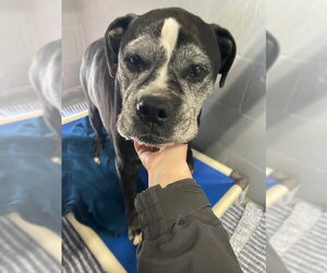 Boxer Dogs for adoption in Stratham, NH, USA