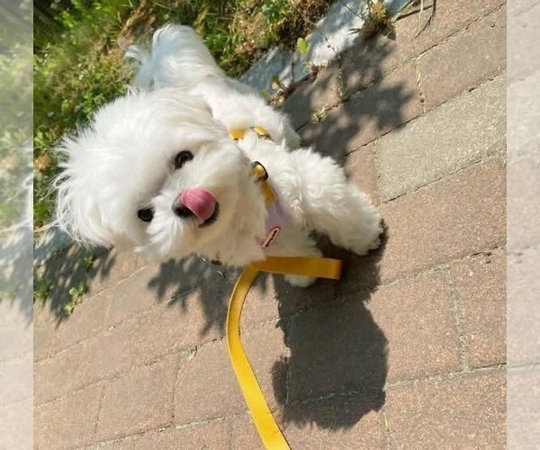 Medium Photo #1 Maltese Puppy For Sale in CLERMONT, FL, USA