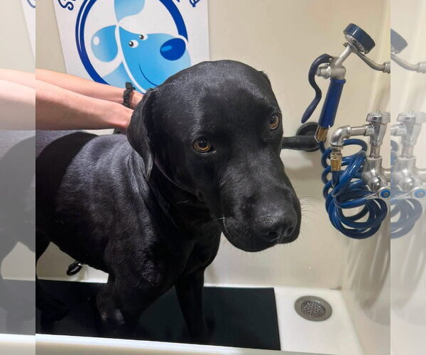 Medium Photo #6 Labrador Retriever-Unknown Mix Puppy For Sale in San Diego, CA, USA