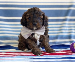 Cavapoo Puppy for sale in LANCASTER, PA, USA
