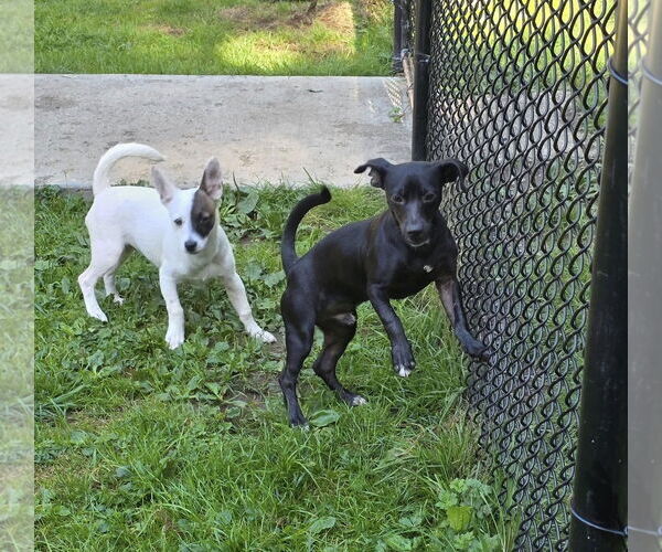 Medium Photo #4 Italian Greyhound-Unknown Mix Puppy For Sale in Arlington, WA, USA