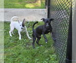 Small #3 Italian Greyhound Mix