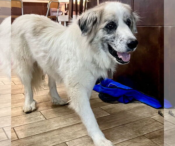 Medium Photo #3 Great Pyrenees Puppy For Sale in Spring, TX, USA