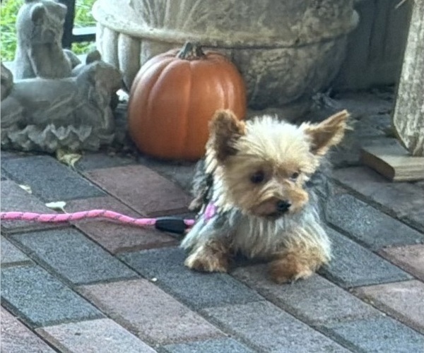 Medium Photo #3 Yorkshire Terrier Puppy For Sale in MANSFIELD, MO, USA