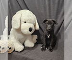 Small #3 Labrador Retriever Mix
