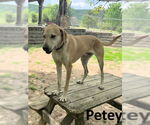 Small #4 Coonhound Mix